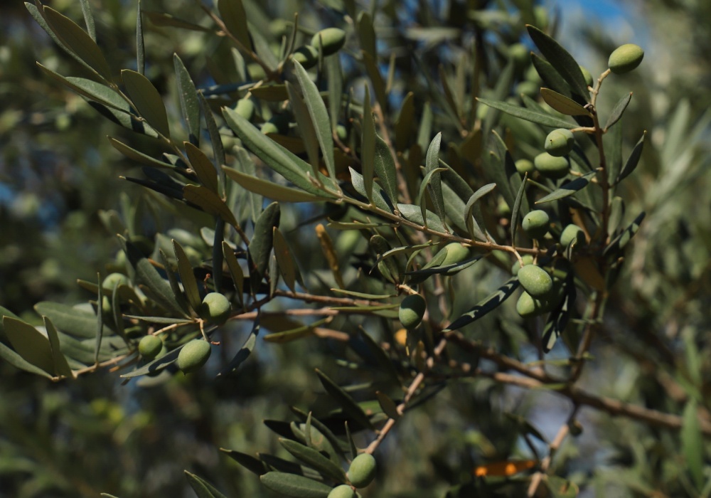 Extrait De Feuilles D'Olive 